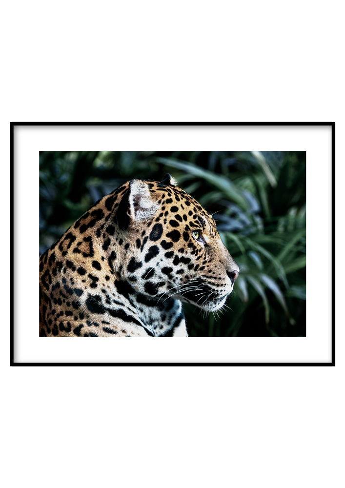 Fürkésző jaguár - Poszterkép