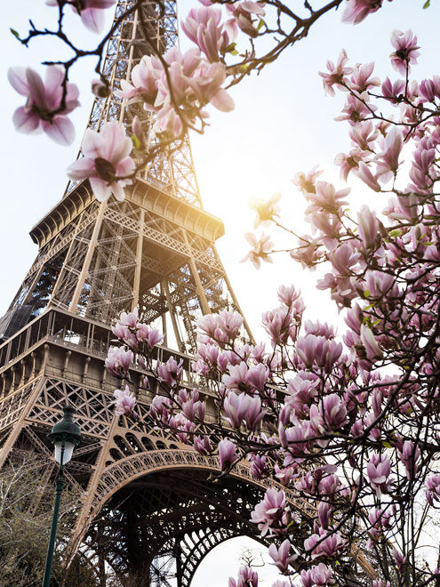 Magnóliás Eiffel-torony - Vászonkép