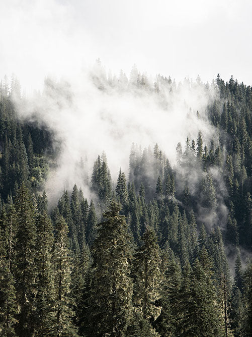 Mount Rainier Nemzeti Park - Vászonkép