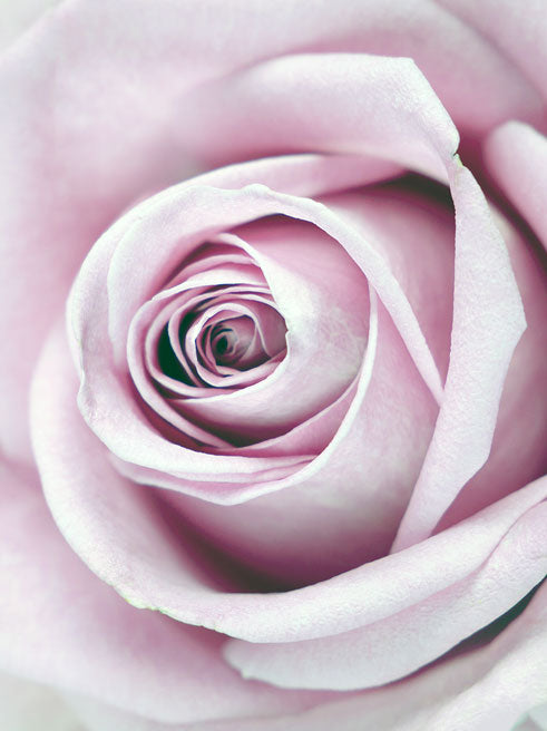 Pink rózsa - Vászonkép