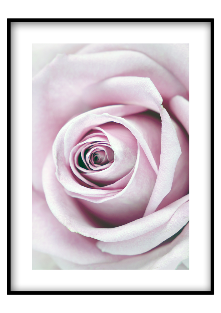 Pink rózsa - Vászonkép