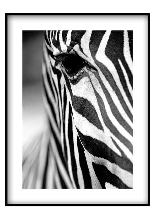 Zebra pillantás - Vászonkép